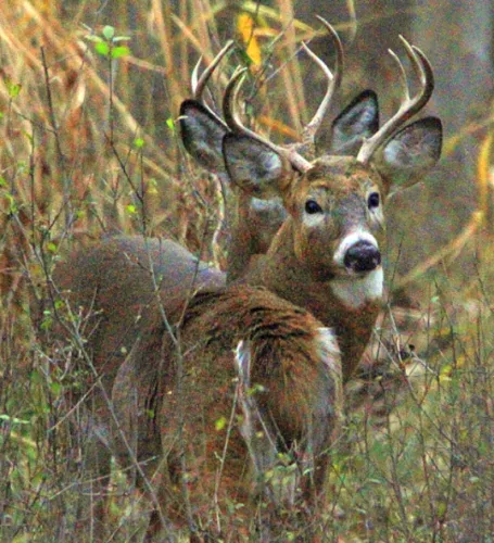 New deer hunting rules spark debate